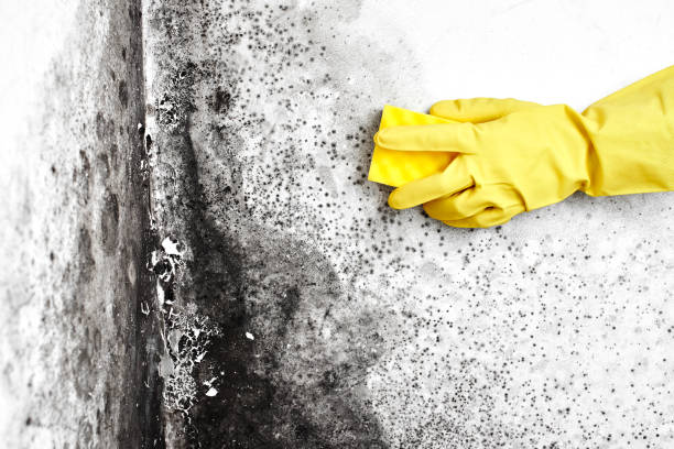 Best HVAC Mold Inspection and Cleaning  in Monroe North, WA