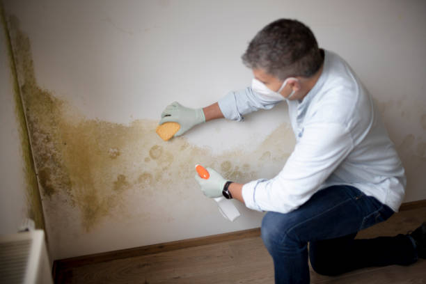 Best Comprehensive Air Testing for Mold Contaminants  in Monroe North, WA